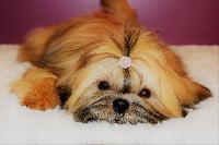 Étalon Shih Tzu - O'maggie De La Baronnerie Des Cuillerdier