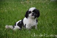 Étalon Shih Tzu - Jolicoeur Des Brumes Marines