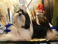 Étalon Shih Tzu - Never two without tree Made In Albizzia