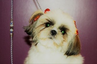 Étalon Shih Tzu - Nabilla De La Baronnerie Des Cuillerdier