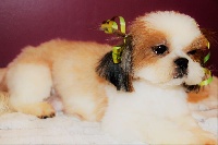 Étalon Shih Tzu - N'erika.k paradise De La Baronnerie Des Cuillerdier