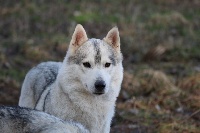Étalon Siberian Husky - Lightning strikes twice arwenn Of cold winter nights