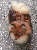 Étalon Spitz allemand - Okinawa de Caillivole
