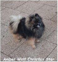 Étalon Spitz allemand - amber wolf Christmas star