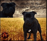 Étalon Staffordshire Bull Terrier - shades of blues Nowhere without you