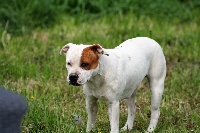Étalon Staffordshire Bull Terrier - Meadow of flowers Des Terres D'embellie