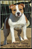 Étalon Staffordshire Bull Terrier - Odacieuse-britney De la crique du Flojule
