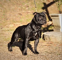 Étalon Staffordshire Bull Terrier - Chic's Story Staff N'in the middle
