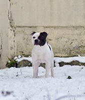 Étalon Staffordshire Bull Terrier - Moring star Pied And Redemption