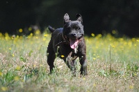 Étalon Staffordshire Bull Terrier - Nell of Knightwood Oak