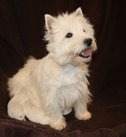 Étalon West Highland White Terrier - Melrose Des coeurs d'alène
