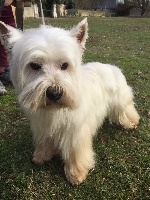 Étalon West Highland White Terrier - Norton De la paix retrouvee