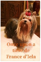 Étalon Yorkshire Terrier - Once upon a time de France D'Iela