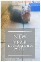 Étalon Yorkshire Terrier - New year de France D'Iela