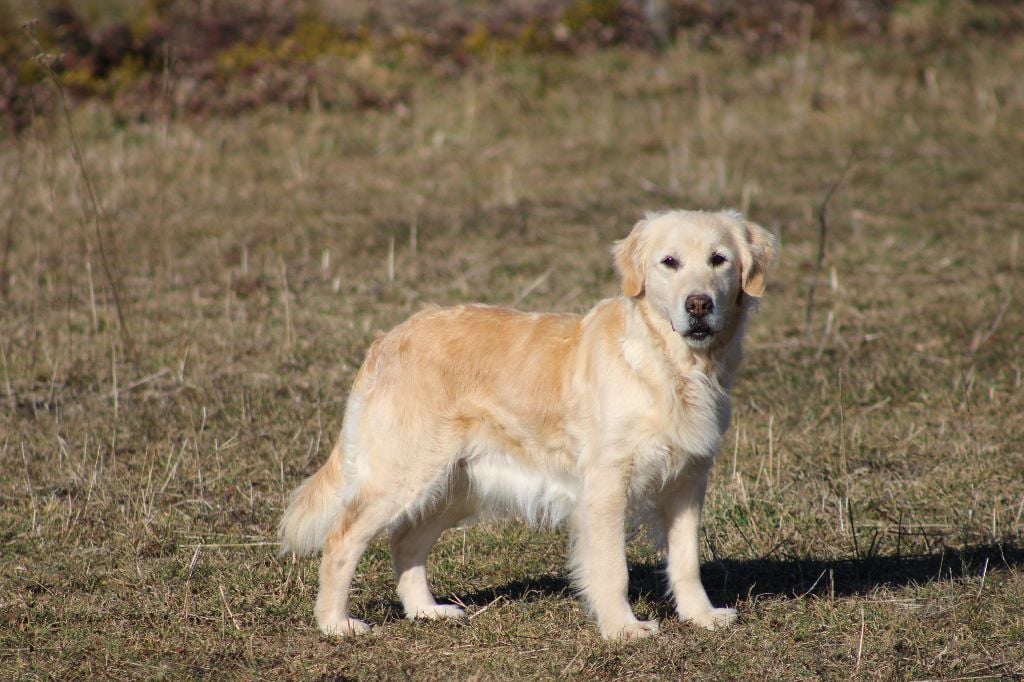Accueil Elevage du rocher florin eleveur de chiens Golden Retriever,berger