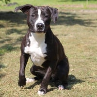 Étalon American Staffordshire Terrier - Just in time nomee chance P'pit
