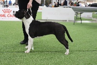Étalon American Staffordshire Terrier - blackanimastaffs Muse
