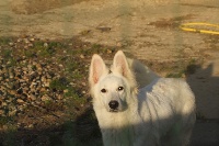 Étalon Berger Blanc Suisse - Neptune Du Royaume Des Aussies