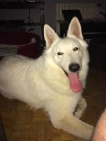 Étalon Berger Blanc Suisse - Mojito dit mako (Sans Affixe)