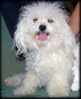 Étalon Bichon Frise - Nymphe De la plaine de serrieres