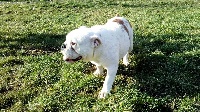Étalon Bulldog Anglais - Neobelle du royaume des prunelles