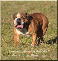 Étalon Bulldog Anglais - Lennox lewis De kalinka des roches blanches