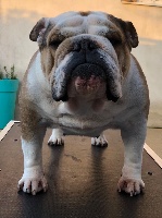 Étalon Bulldog Anglais - Horse Gard Bulldog Jenny love
