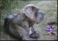 Étalon Cane Corso - M'shelby du temple de jade