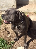 Étalon Cane Corso - Millia du legendaire hancock
