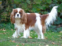 Étalon Cavalier King Charles Spaniel - Norma jean de Tahuva