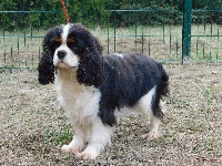 Étalon Cavalier King Charles Spaniel - Nelly Du Temps Des Amazones