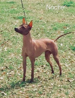Étalon Chien nu du Perou - CH. Nocheh sunnystone De korrantoh