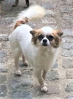 Étalon Chihuahua - Lilou Du rocher de la gareliére