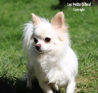 Étalon Chihuahua - Jenny line Des Petits O'Neal