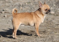 Étalon Chihuahua - Orient Du Jardin De Saphirs