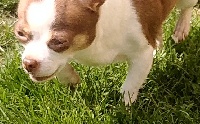 Étalon Chihuahua - Majilys D'Arausiaca