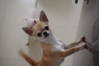 Étalon Chihuahua - Ozone Du Clos Shooting Star