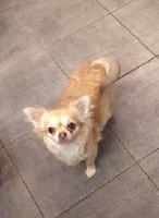 Étalon Chihuahua - Mirabelle Du Royaume D'odin