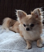 Étalon Chihuahua - Minipouss (Sans Affixe)