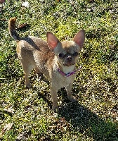 Étalon Chihuahua - Neith perfect Des Gourmandises De Strass