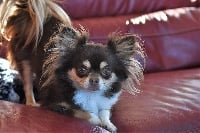 Étalon Chihuahua - milaja kroha Severina