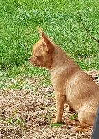 Étalon Chihuahua - Orya Du Domaine De Marine