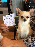 Étalon Chihuahua - Mousse noisette De La Baronnerie Des Cuillerdier