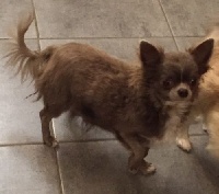 Étalon Chihuahua - Noemy des Brumes de Rhodanie