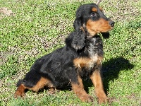 Étalon Cocker Spaniel Anglais - Oasis De sandie landes