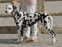 Étalon Dalmatien - les chiens de florence Noumea