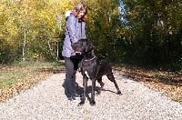 Étalon Dogue allemand - Ombre noire du paradis des géants