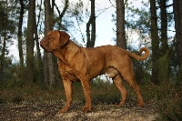 Étalon Dogue de Bordeaux - Oscar le lascar De L'ambre Sauvage