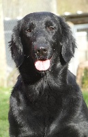 Étalon Flat Coated Retriever - CH. Ma victoire de la Passe de l'Eider