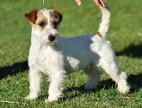 Étalon Jack Russell Terrier - Jokister Magic dancer